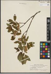 Foto von Salix phylicifolia L.